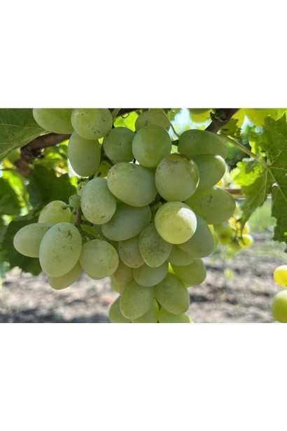 Виноград обыкновенный Айвенго